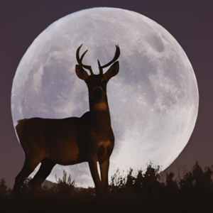 Shamanic Journey Circle Buck Moon 13th July 2025