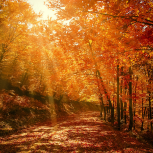 Sound Bath – Autumn Equinox Temple Sounds Sunday 20th September at 6.30pm