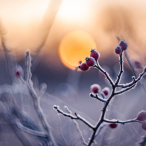 Sound Bath – Winter Solstice Temple Sounds Sunday 13th December at 6.30pm
