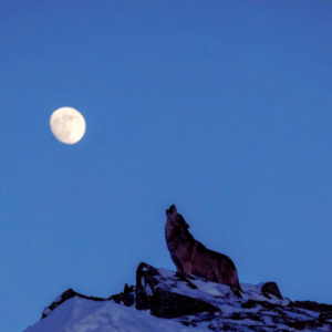 shamanic journey gathering wolf moon