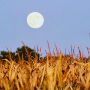 shamanic journey gathering corn moon